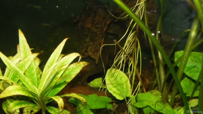 Rechte Seite der Wurzeln von Stefan Horvath (8)