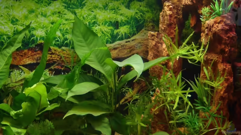 Rechte Seite des AQ von Monika und Roman J. (3)