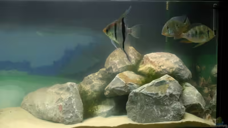 Rechte Seite des Aquariums (30.11.08) von Nadine Brinkmann (4)