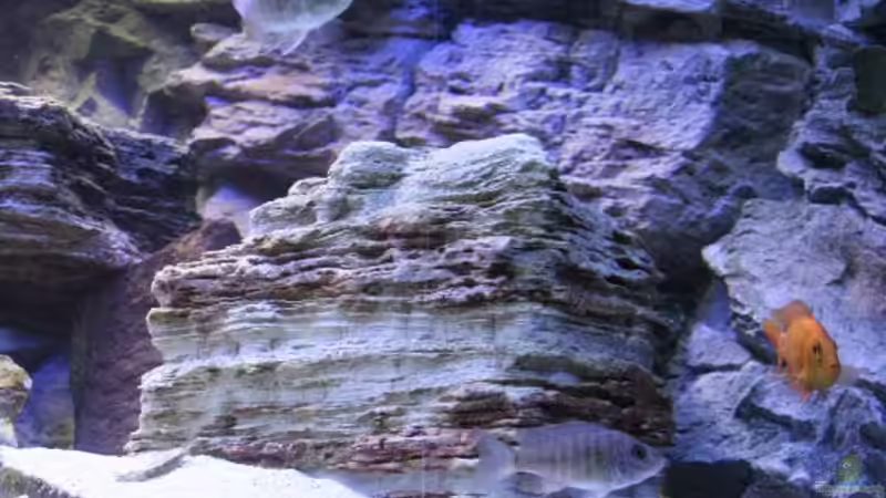 Rechte Seite des Beckens ,noch ohne Vallisnerien! von Florian Bandhauer (5)