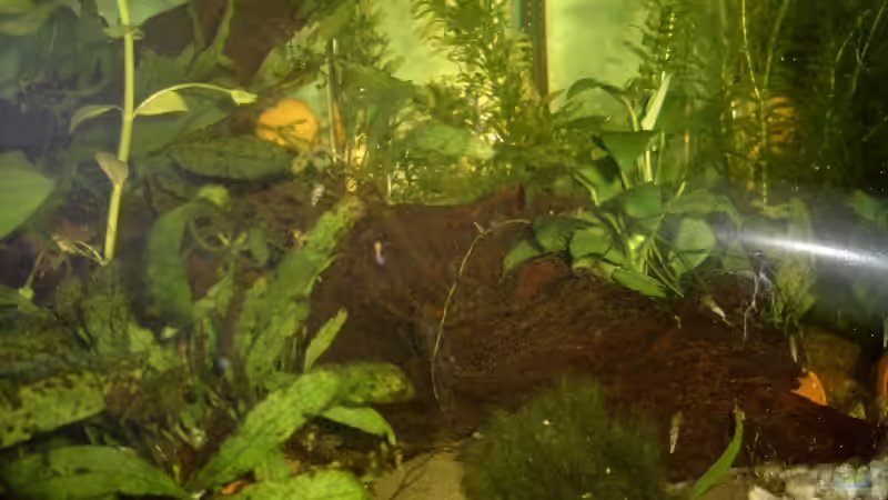 rechte Seite des Beckens (Anfang 2008) von Jenny (10)