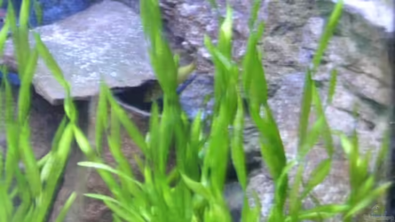 Rechte Seite des Beckens,im vordergrund Vallisnerien dahinter Sandsteine sowie gut von Florian Bandhauer (27)