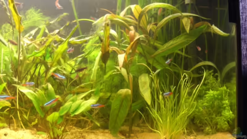 rechte Seite des Beckens von Alexander Goldschmidt (2)