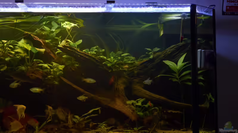 Rechte Seite des Beckens von Enrico Friedrich (6)