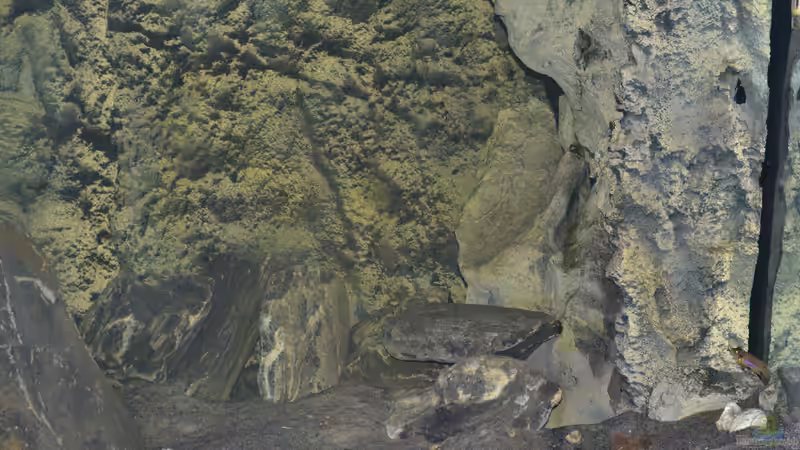 Rechte Seite des Beckens von falleb (8)