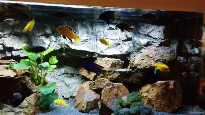 rechte Seite des Beckens von FunkyTraut (3)