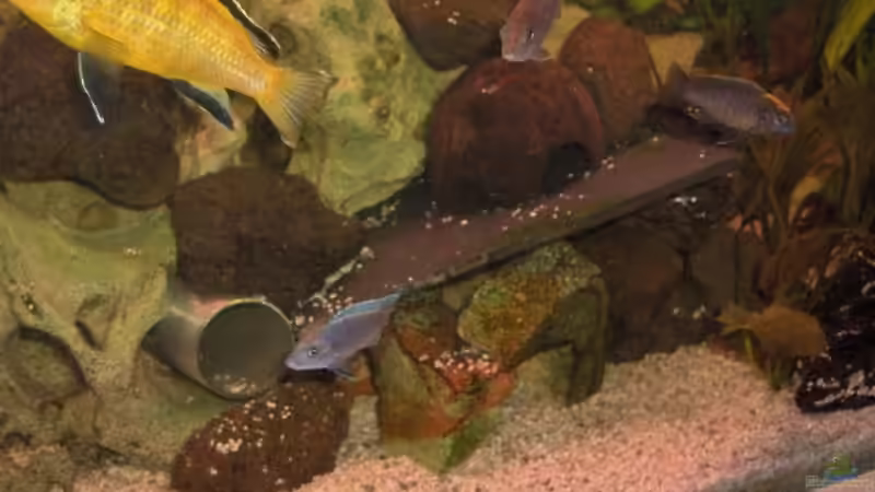 rechte seite des Beckens von Jens Zinder (4)