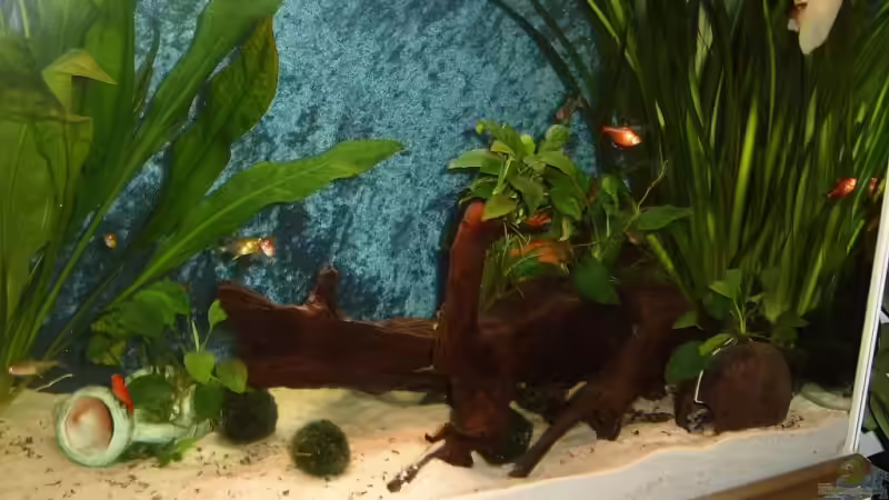 Rechte seite des Beckens von Robert Kolovrat (2)