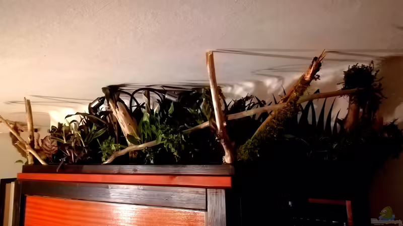 Rechte Seite des bepflanzten Aquariumkastens von Bermuda 3eck (22)