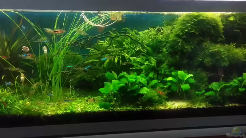 rechte Seite Dez. 2017 von Grünhexe (23)