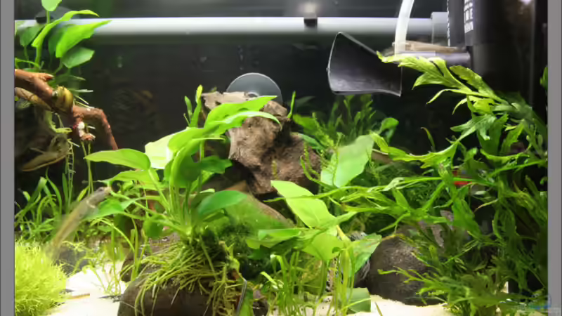 Rechte Seite (Druckseite mit Strömungspumpen und Filtereinlauf) von Stielauge (4)