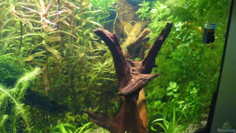 rechte Seite (Fächergarnelenspielplatz ;-) von Susanne Kruse (3)