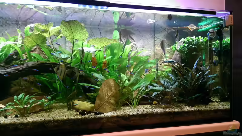 rechte Seite,in der Mitte ein Seemandelbaumblatt von Ottche (99)