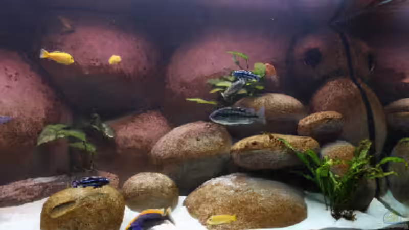 Rechte Seite (Loch = Strömungspumpe) von Dicker1904 (3)