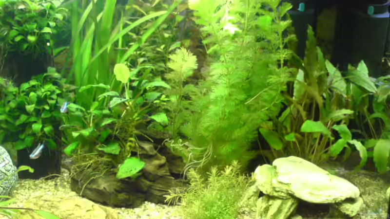 Rechte Seite mit Cabomba,Speerblatt etc. (inzwischen haben die Cabomba und die red von Dornauge xxl (10)