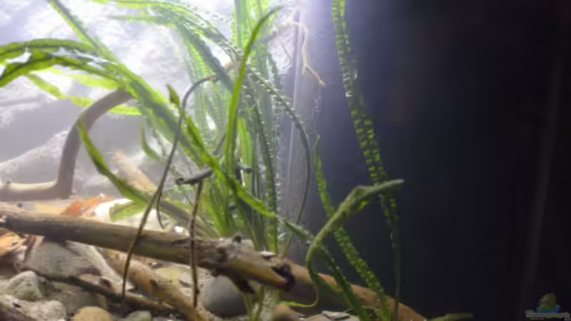 Rechte Seite mit Crinum von Didi (13)