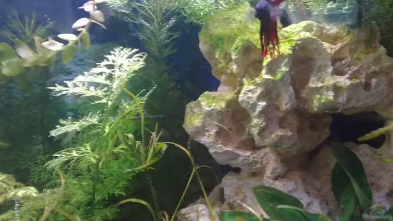 Rechte Seite mit dem künstl. Lochgestein & Kampffisch-Männchen von *~Betty~* (3)