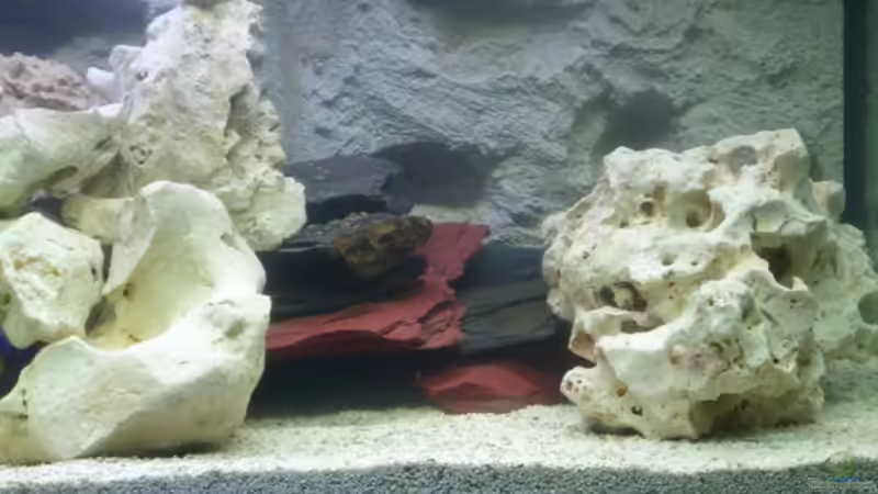 rechte Seite mit einer Höhlengestaltung aus Schiefersteinen von Torsten Dau (3)