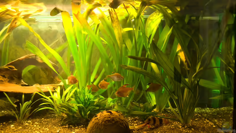 Rechte Seite mit Freifläche von Verkaufe mein Aquarium (6)