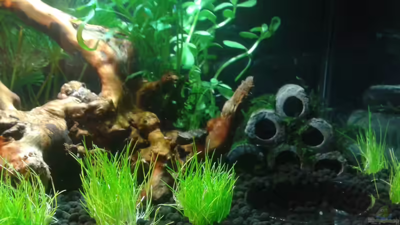 Rechte Seite mit Futterschale von Kai M (3)