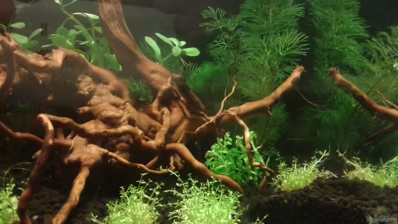 Rechte Seite mit Futterschale von Kai M (3)