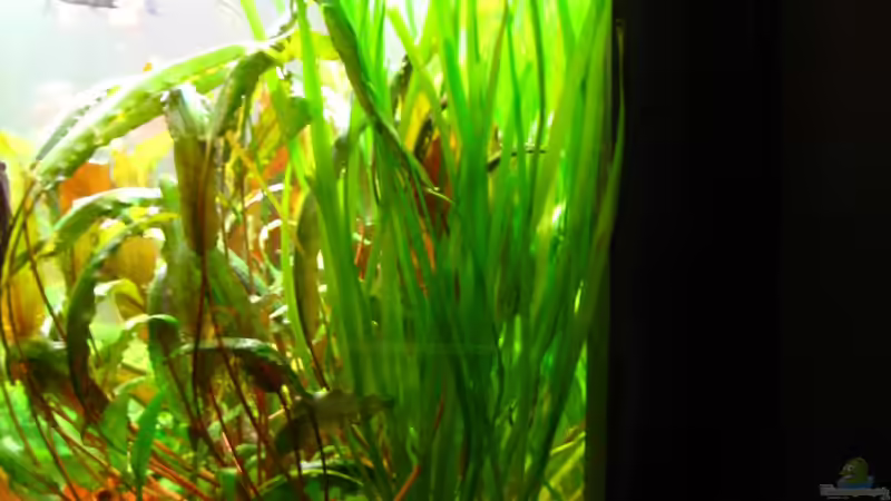 rechte Seite mit Grobkies (11.1.2013) von NicoleZH (3)