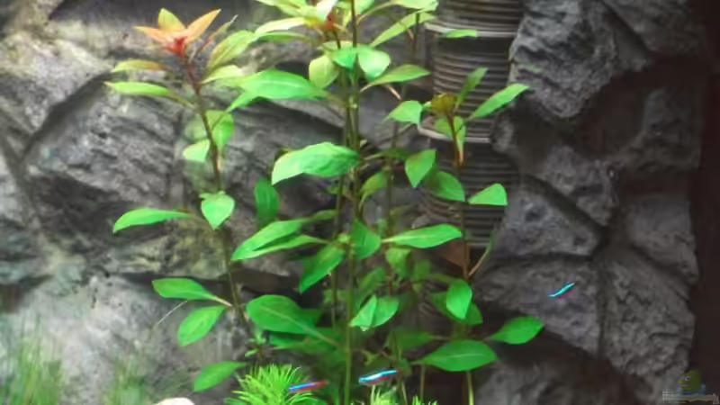 rechte Seite mit Ludwigia repens und Pogostemon erectus; im Hintergrund das künstliche Seitenteil, das Filter und Heizer abdeckt von Romer (12)