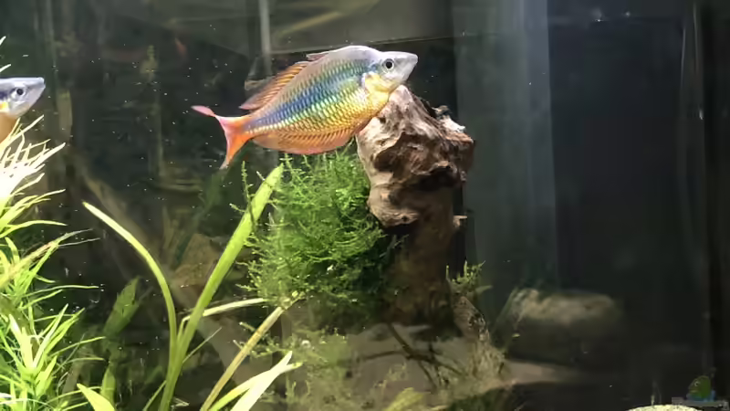 Rechte Seite mit M.herbertaxelrodi Männchen von schmitzkatze (4)