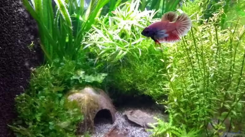 rechte Seite mit Merlin 09.01.19 von Stephy (13)