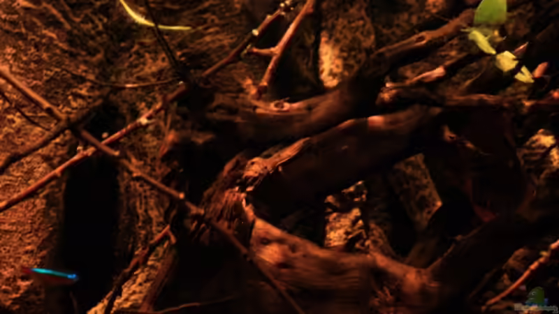 Rechte Seite mit Moorkienwurzeln von Florian Bandhauer (21)