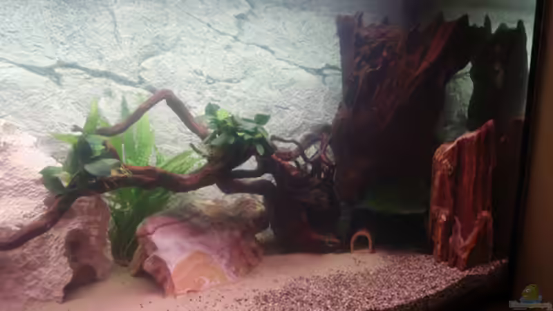 rechte Seite mit Wasser und ersten Pflanzen von LouFe (6)