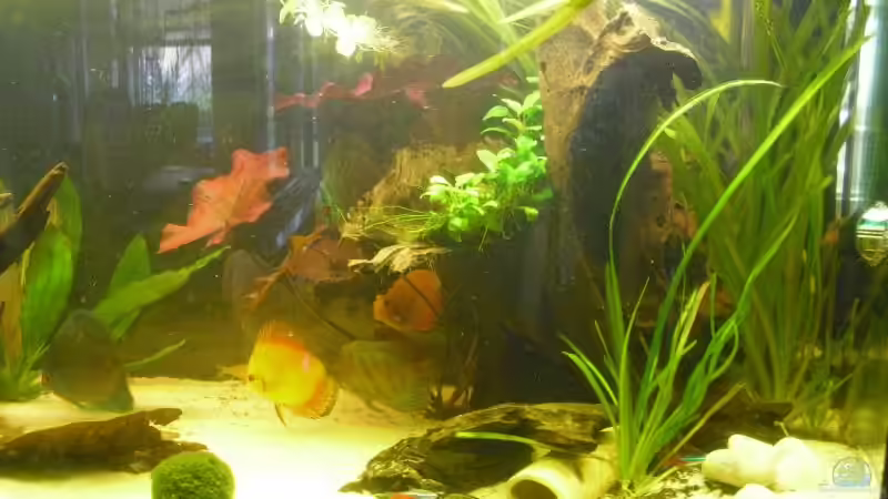 Rechte Seite mit Wurzel von nemo0109 (19)