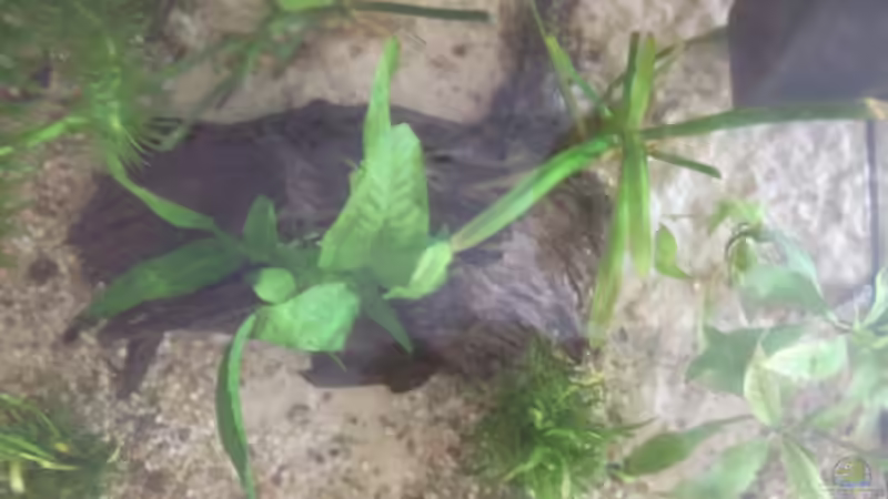 rechte Seite mit Wurzel von oben von Maggie Blue (4)