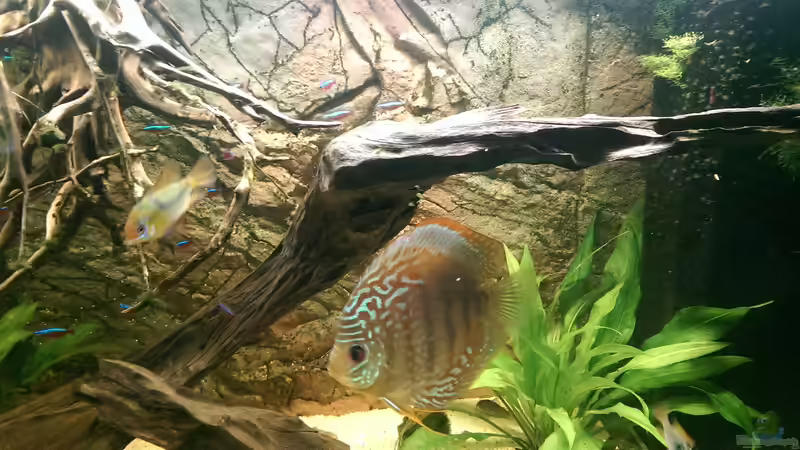 Rechte Seite mitHMF,Diskus rot-tükis,Schmetterlingsbuntbarsch und Neons von Ottche (4)