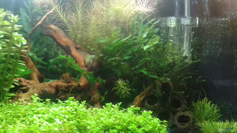 rechte Seite Mitte 05.2016 von Kai M (10)