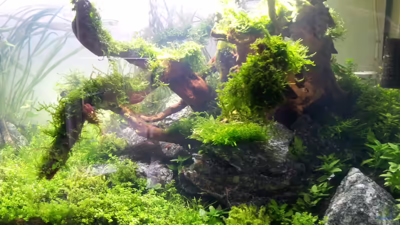 rechte Seite nach 14 Tagen von Martin Lange (2)