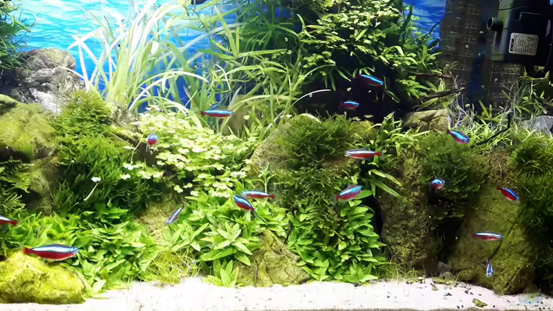 Rechte Seite nach 6 Wochen von Der Nicky (67)