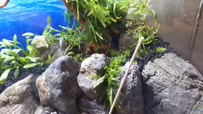 rechte Seite nach Bepflanzung von Der Nicky (57)