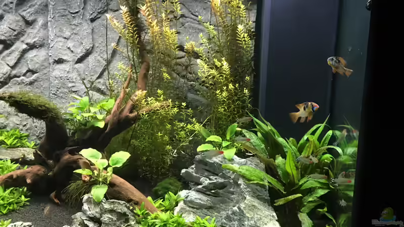 rechte Seite nach ca. 8 Wochen von AchimSaar (52)