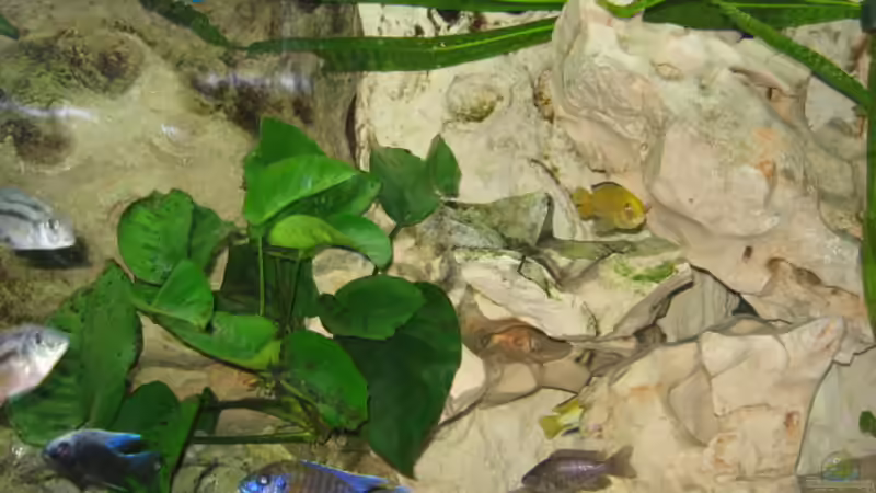 Rechte Seite neu von Gringo (3)