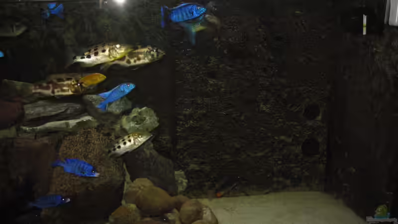 rechte Seite neu von Manfred Meyer (14)