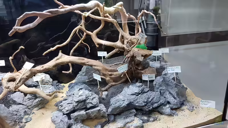 Rechte Seite Pflanzen - Planung von Köllebärbling (15)