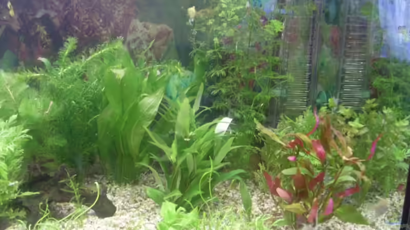 Rechte Seite Pflanzen 14.06.09 von Viva los tioz (4)