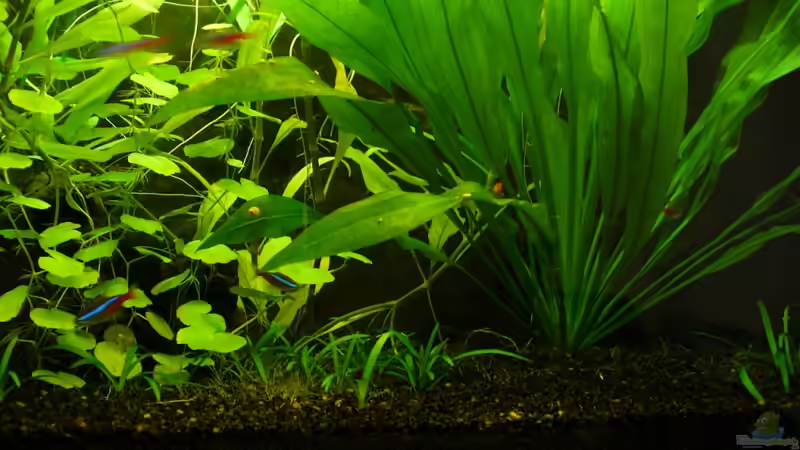 rechte Seite unten von CommanderKeen (3)