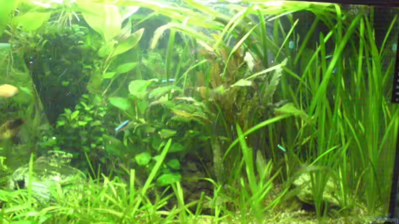 Rechte Seite vom 16.08.08 von Dornauge xxl (8)