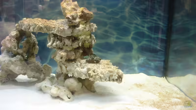 rechte Seite vom Aufbau von Jane Vogeler (16)