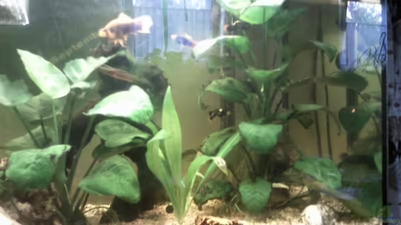 Rechte Seite vom becken,neues Bild von mikael38 (7)