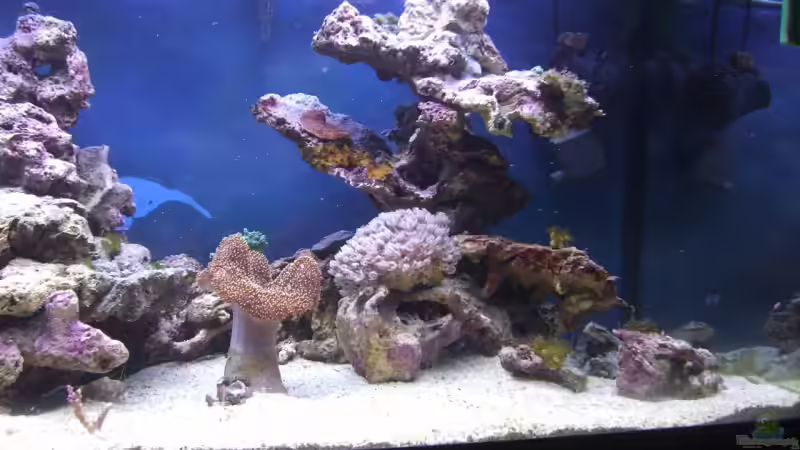 Rechte Seite von -Nico- (3)