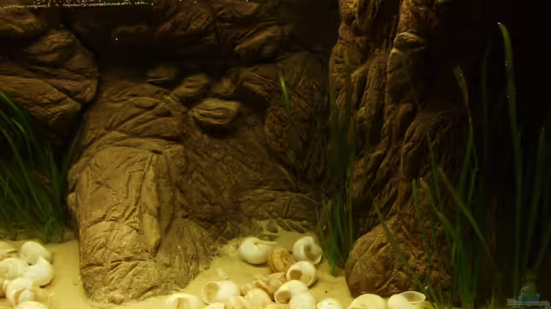 rechte Seite von Alex Stark (3)