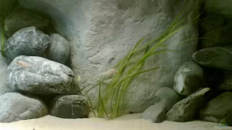 rechte Seite von Alex Stark (5)